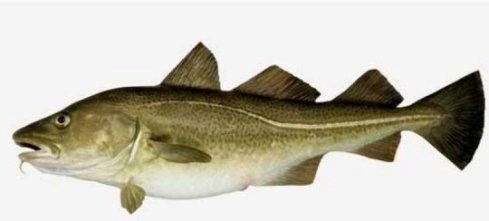 Fiskeri efter torsk, kuller og sej i Barentshavet