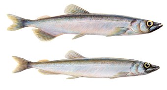Loddefiskeri i NØ Atlanten