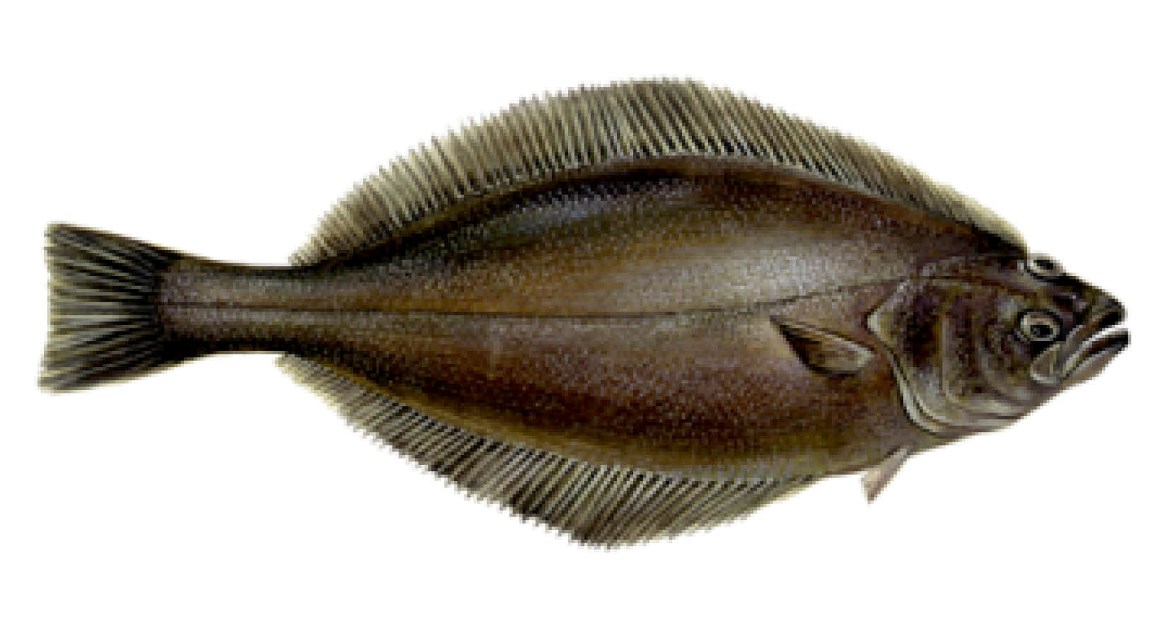 Trawlfiskeri efter hellefisk i Vestgrønland