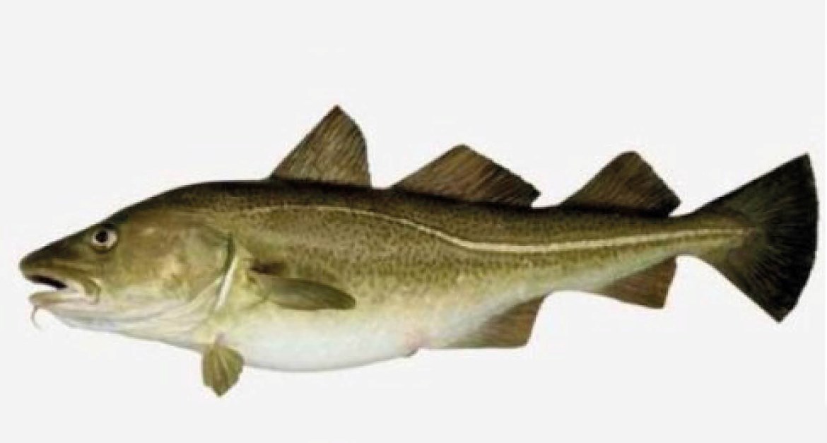 Fiskeri efter torsk, kuller og sej i Barentshavet