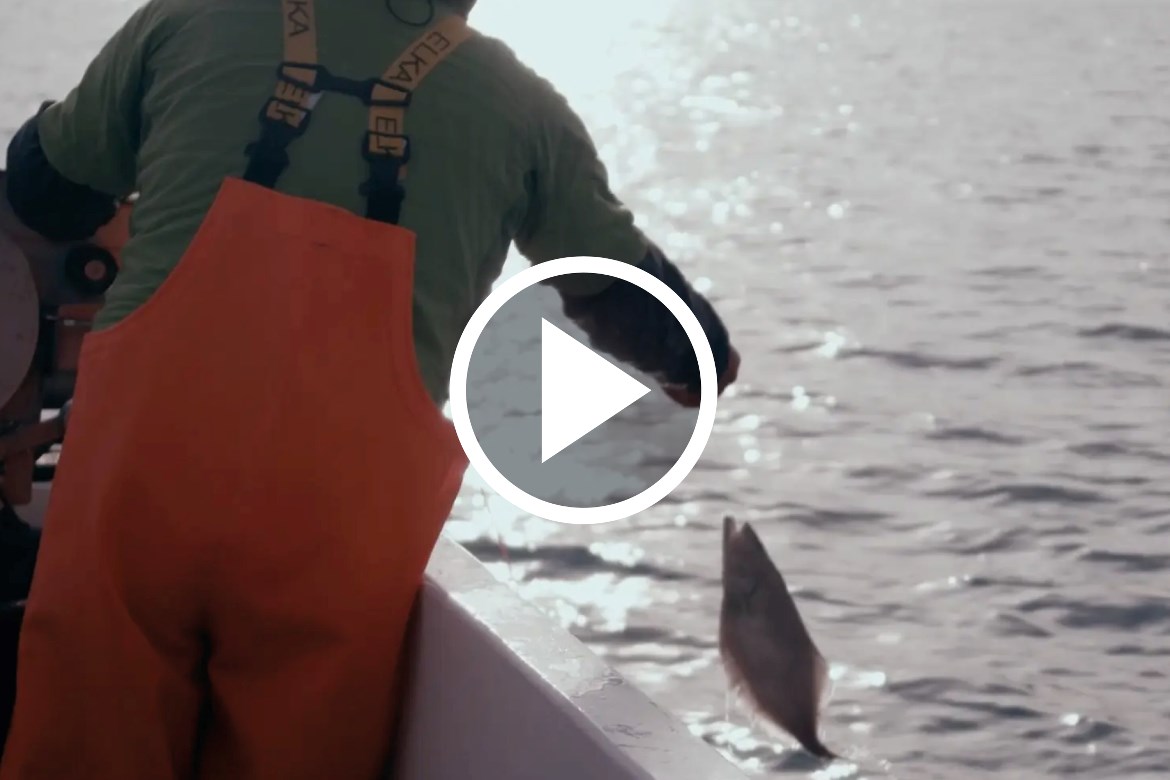 FIP Greenland Halibut