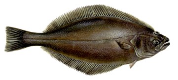 Trawlfiskeri efter hellefisk i Vestgrønland